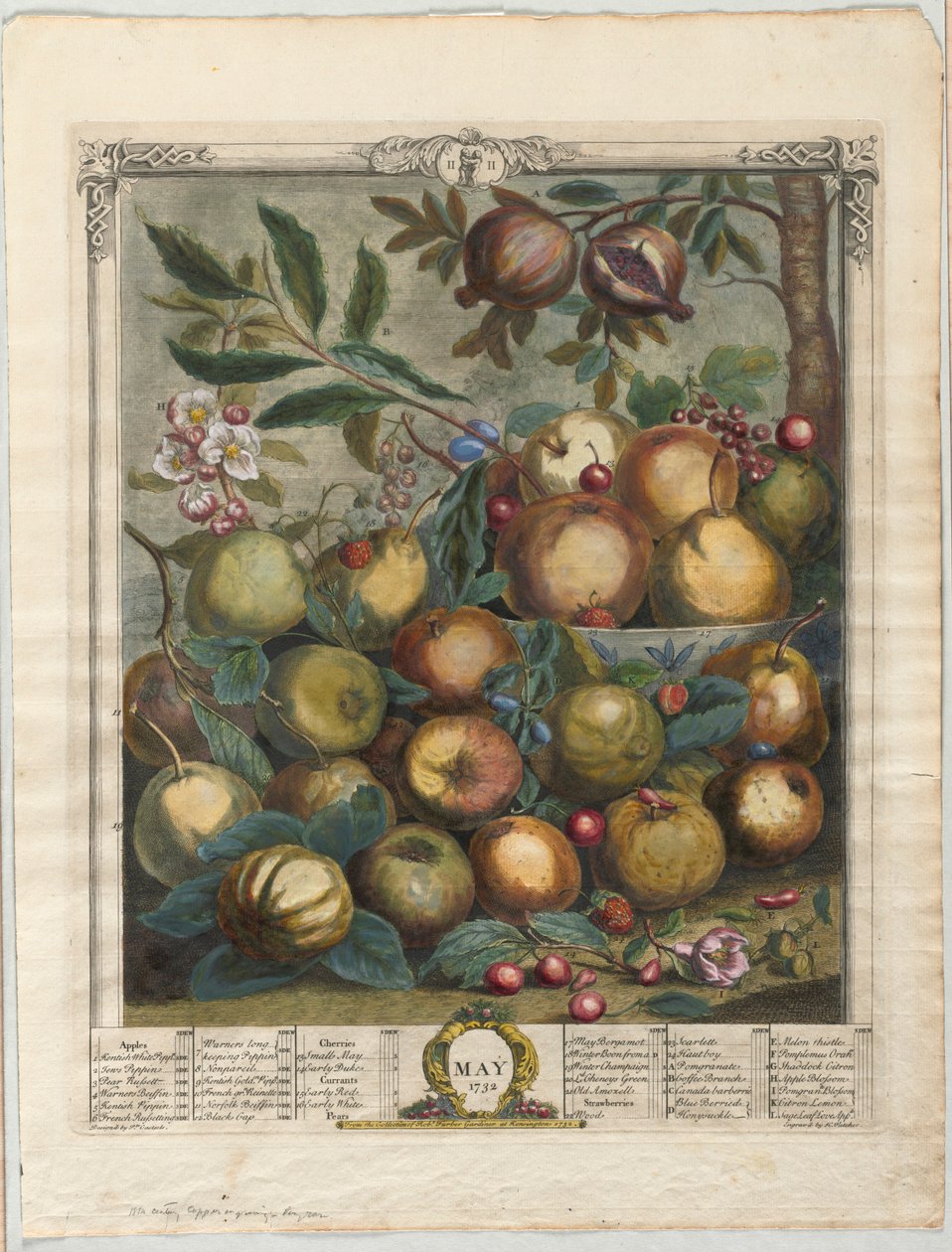 Douze mois de fruits :  Mai - Henry Fletcher