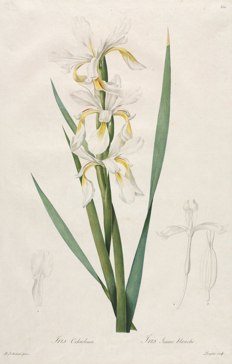 Iris à bandes dorées - Henry Joseph Redouté