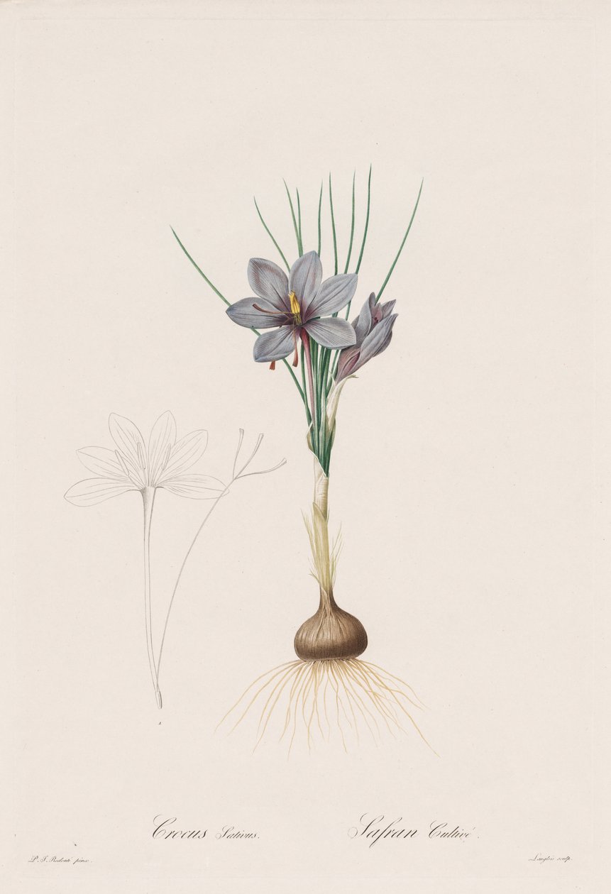 Les Liliacées: Crocus Sativus - Henry Joseph Redouté