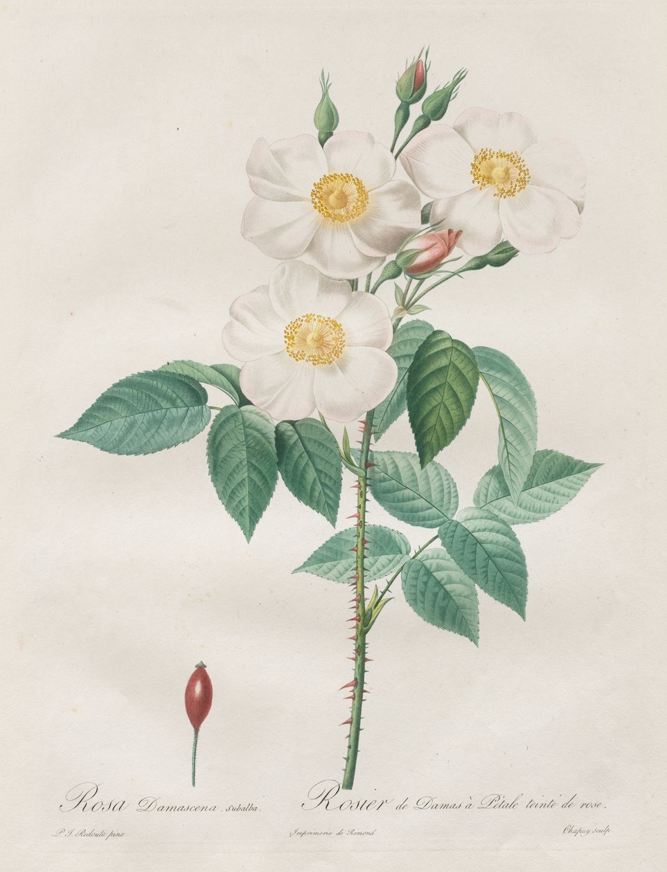 Les Roses : Rosa Damascena, subalba - Henry Joseph Redouté