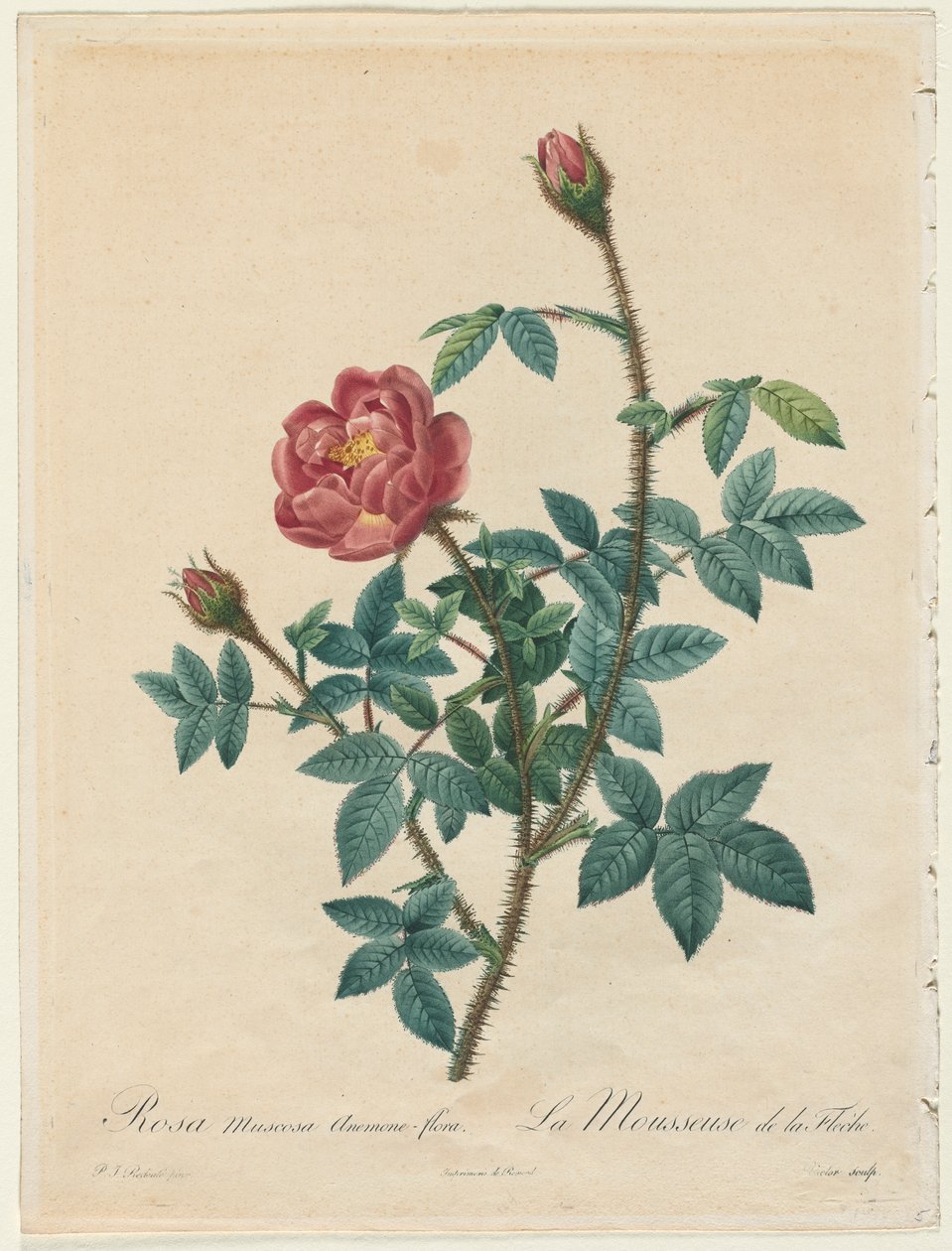 Rose mousseuse - Henry Joseph Redouté