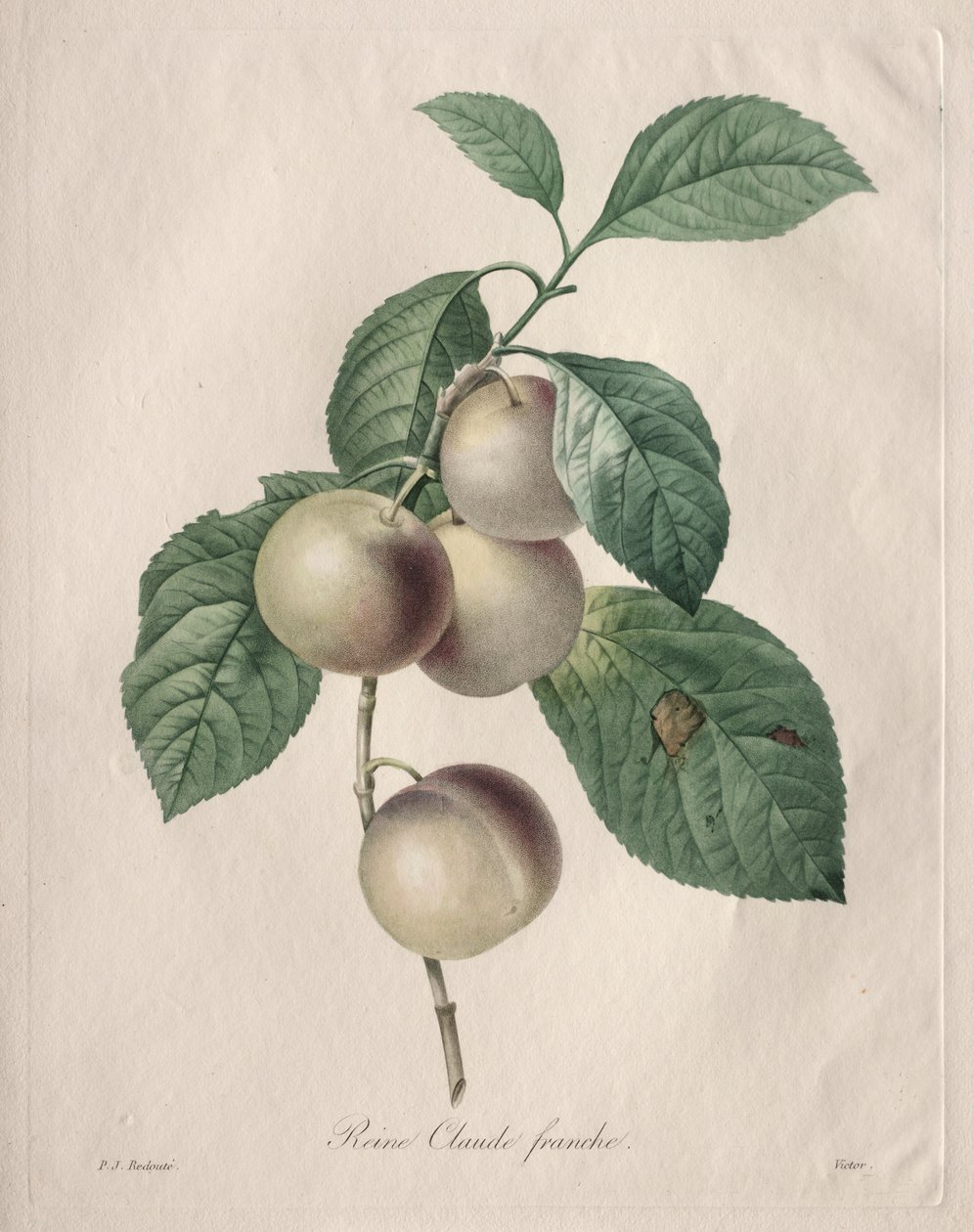 Prune Reine Claude - Henry Joseph Redouté