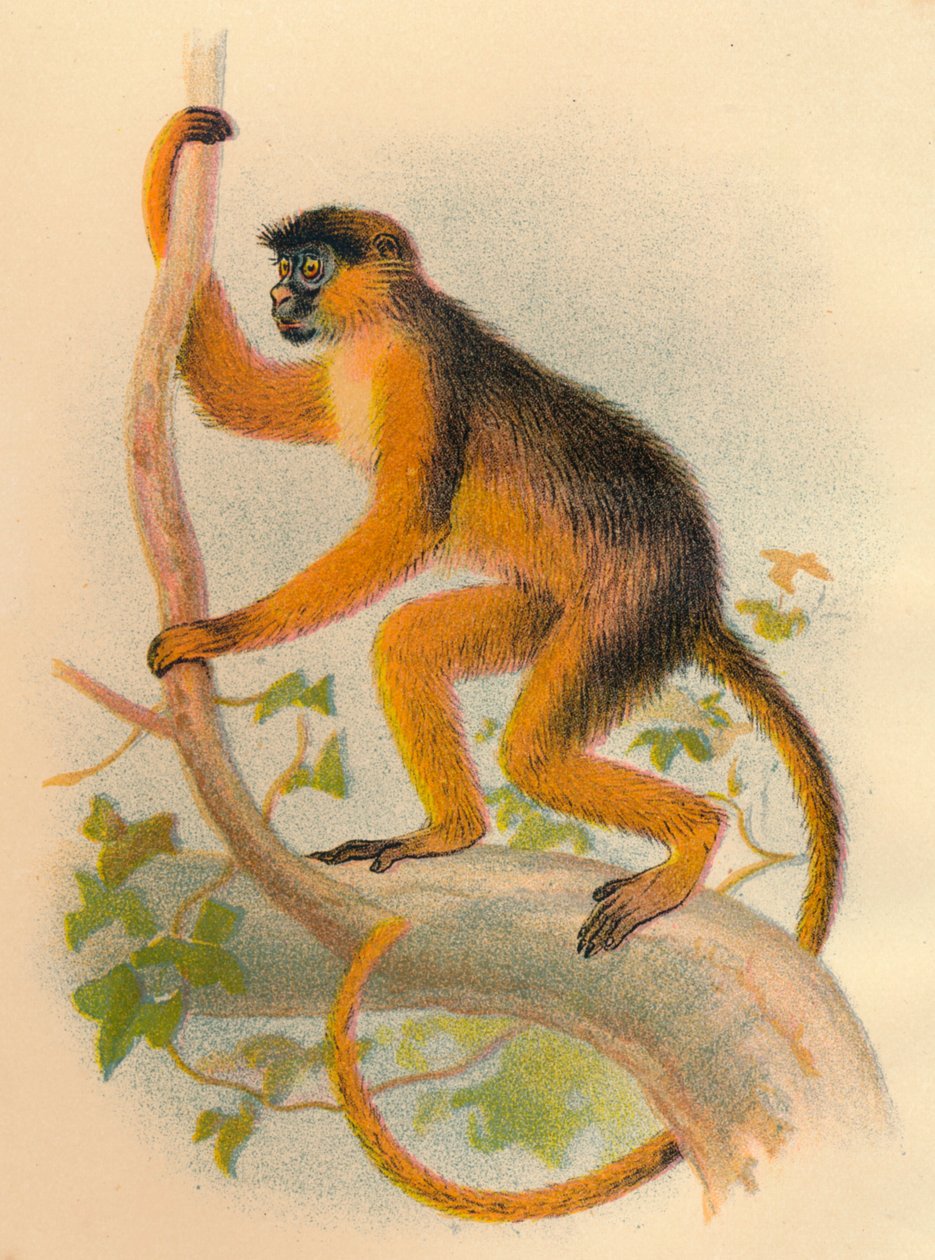 Guereza bai, 1897 - Henry Ogg Forbes