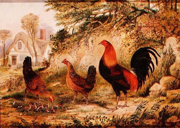 Coq, Poules et Poussins - Henry Thomas Alken