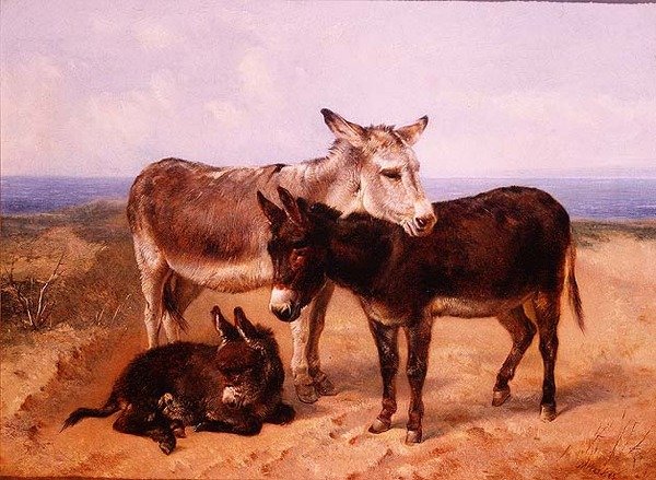 Ânes de sable - Henry Weekes
