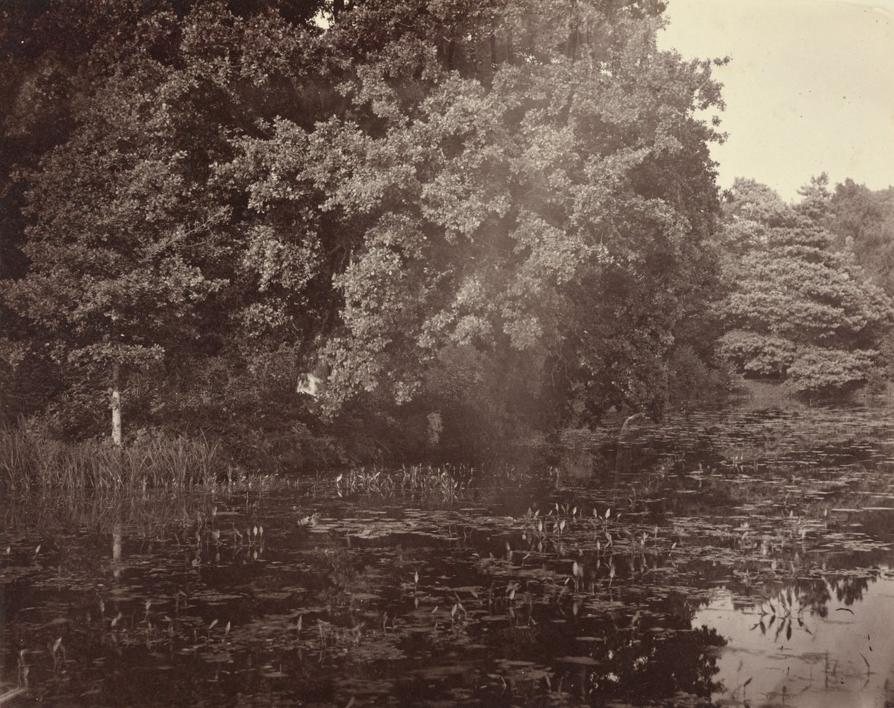 [Étang dans un parc, Surrey] - Henry White