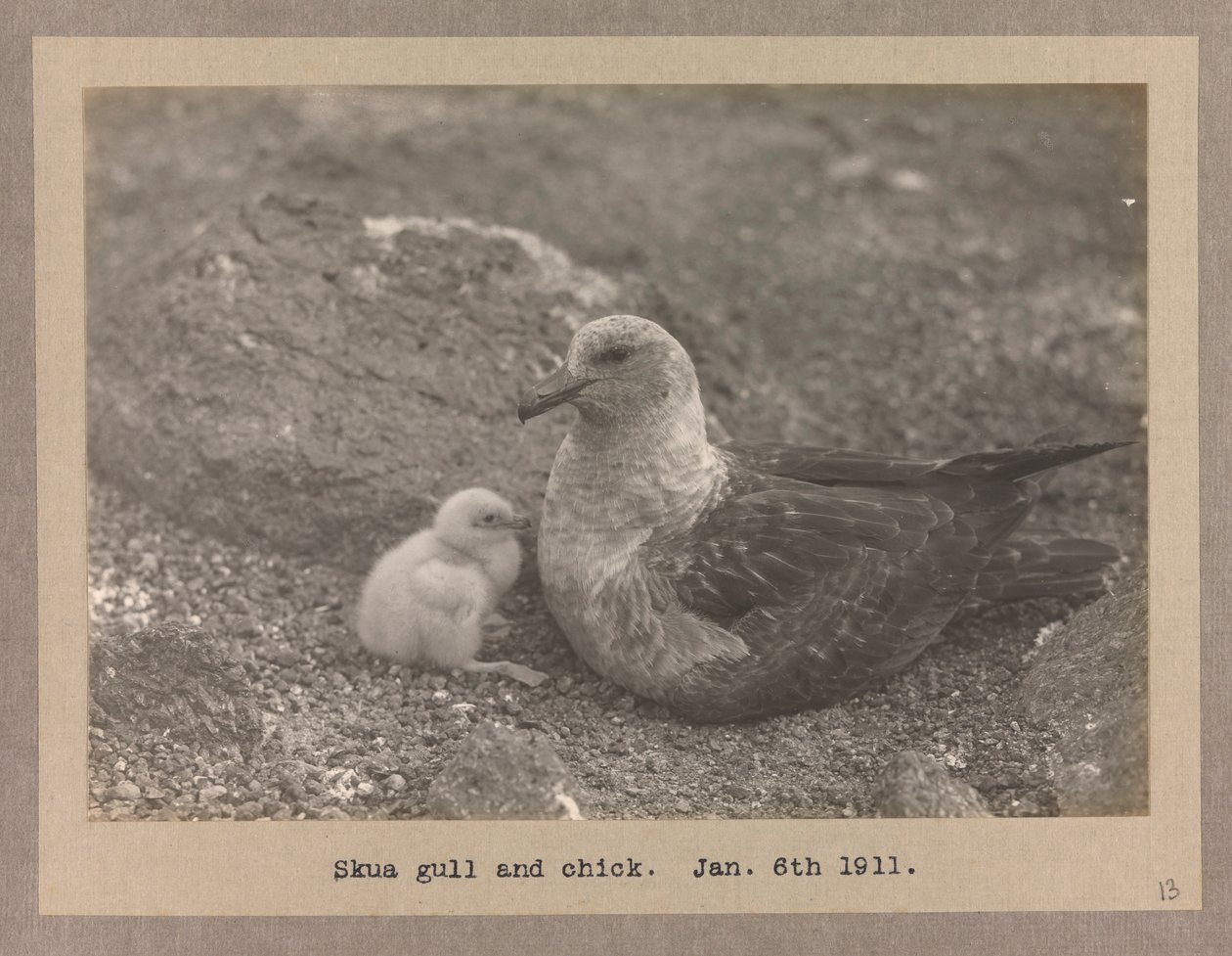 Un goéland skua avec son poussin - Herbert Ponting