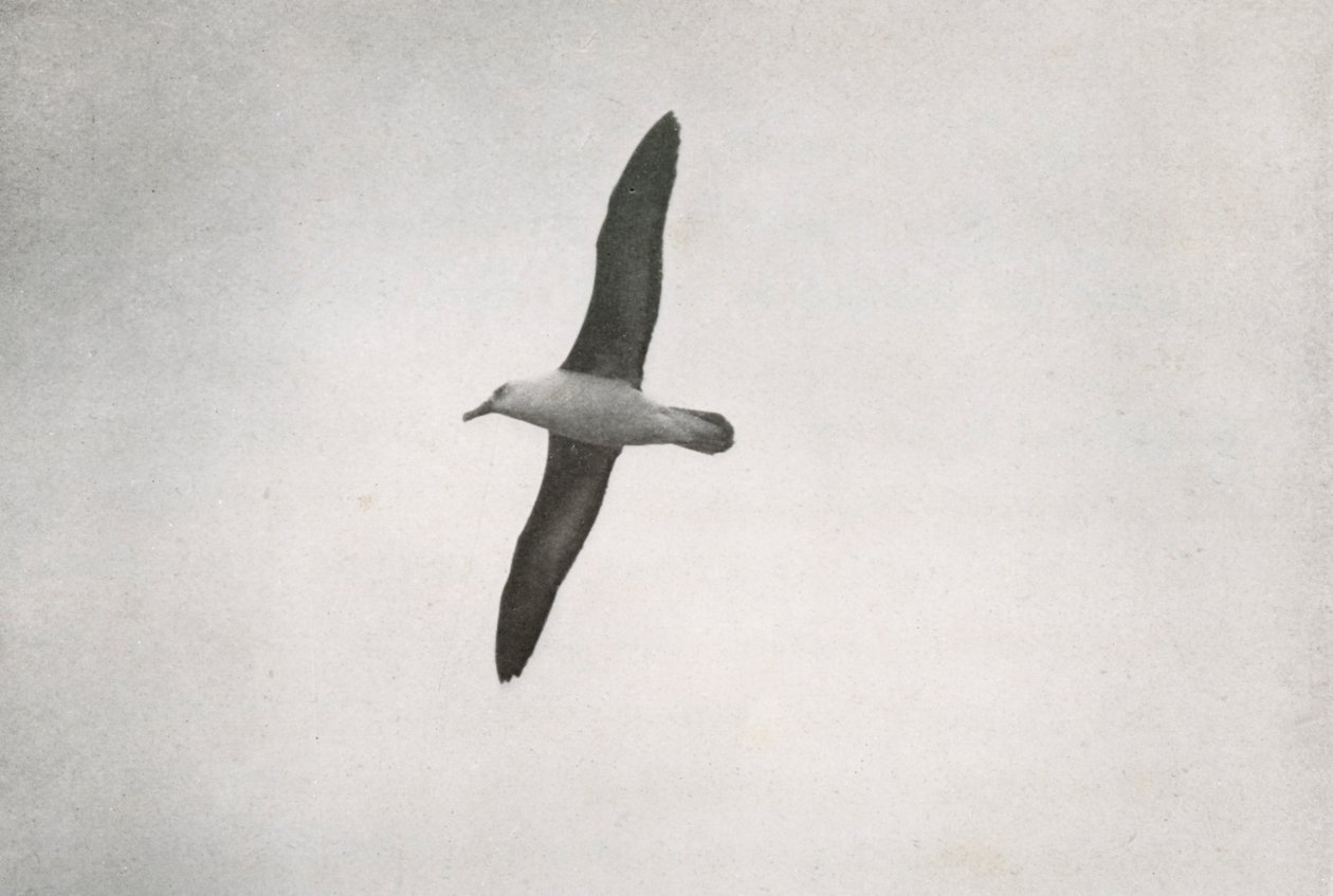 Albatros en vol, vers 1910-1913, 1913 - Herbert Ponting
