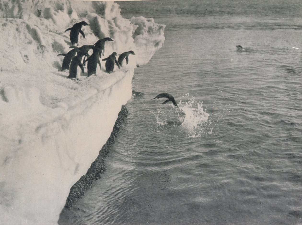 Plongée des pingouins - Herbert Ponting