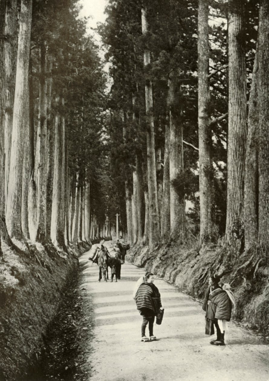 Les Cryptomérias à Nikko, 1910 - Herbert Ponting