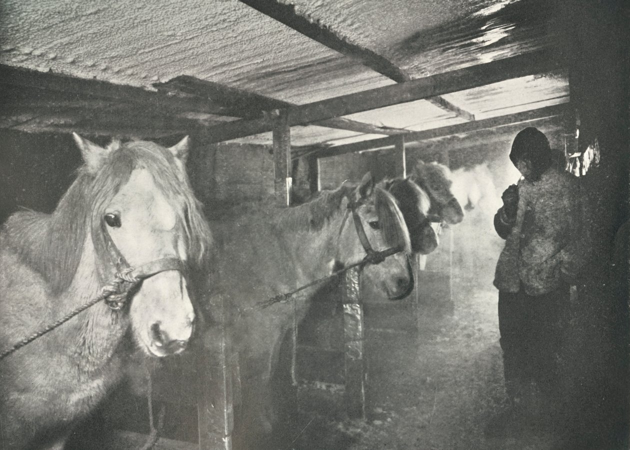 Les écuries en hiver, vers 1910-1911, 1913 - Herbert Ponting
