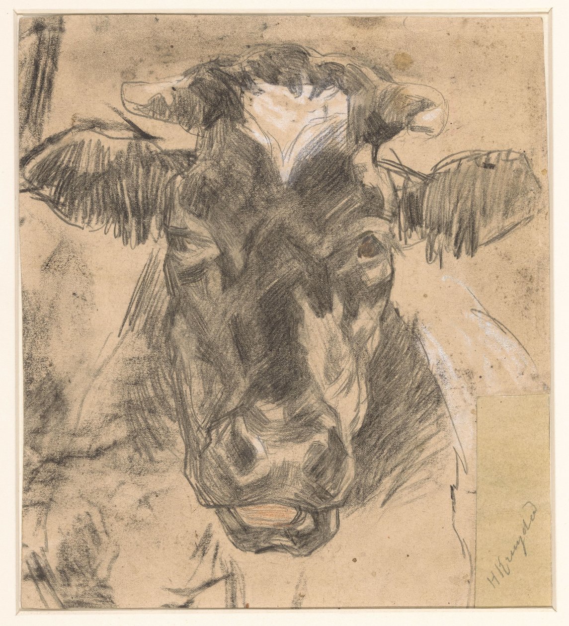 Tête de vache - Herman Kruyder