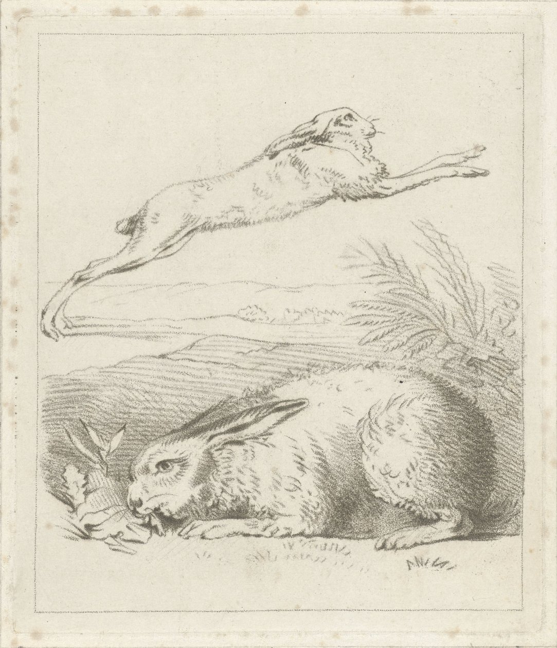 Lièvre et lapin - Hermanus Numan