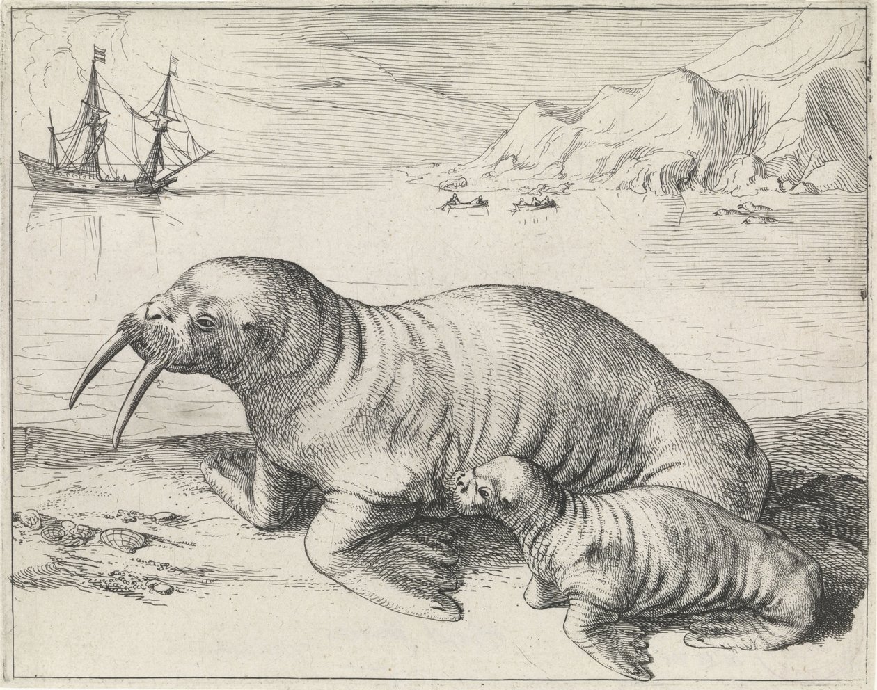 Morse à Spitsbergen - Hessel Gerritsz