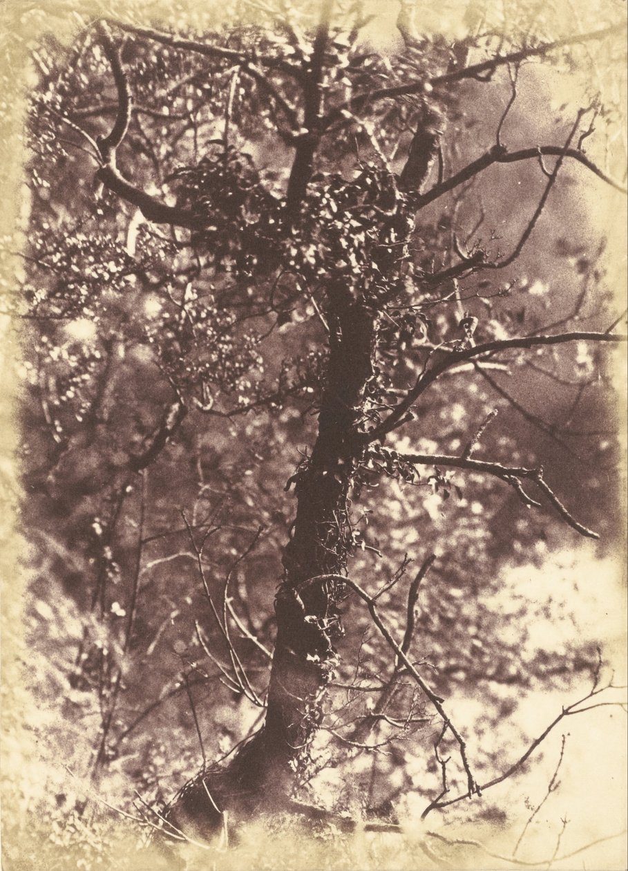 Arbre couvert de lierre à Colinton - Hill and Adamson