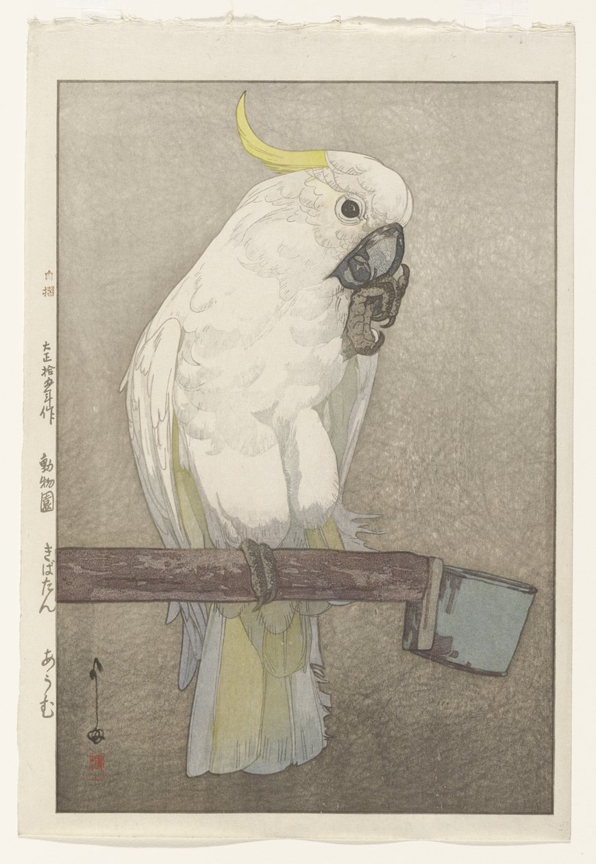 Cacatoès à huppe jaune - Hiroshi Yoshida