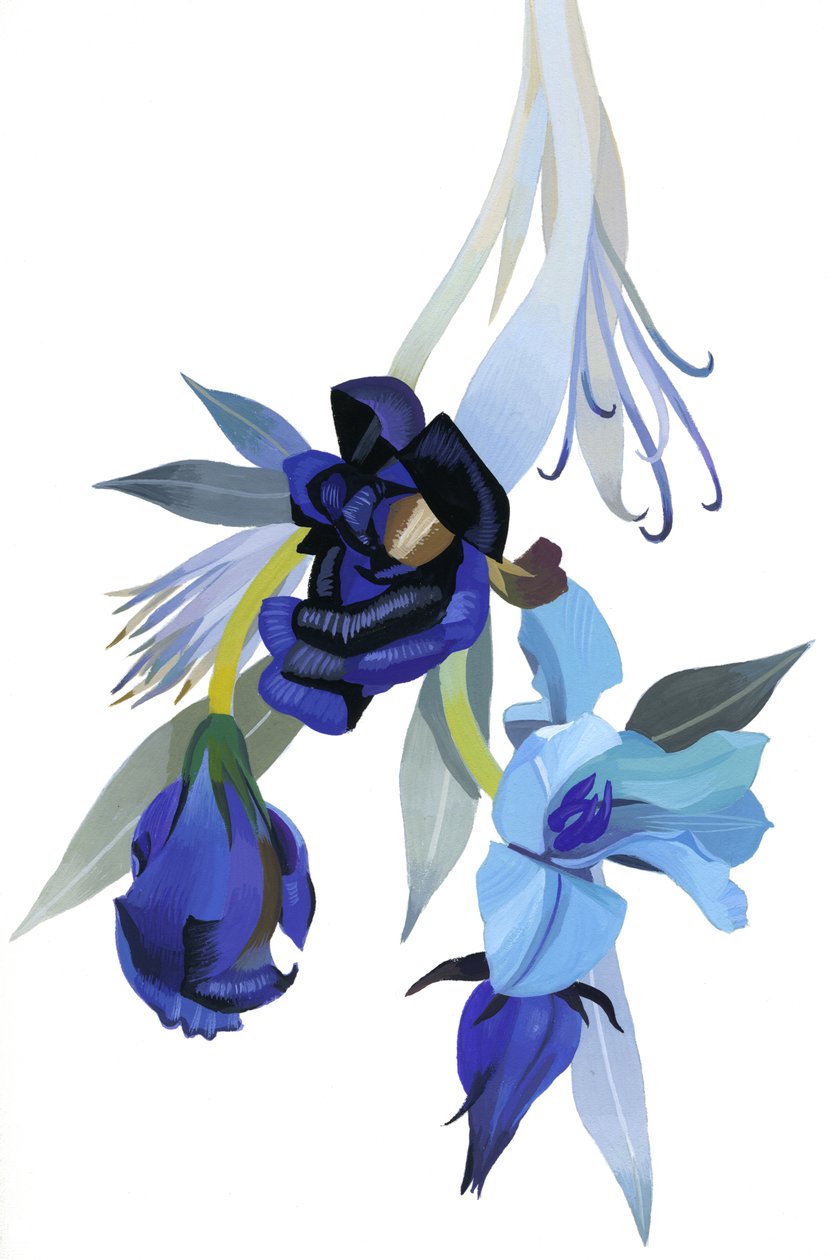 Fleur dessinée en ton bleu - Hiroyuki Izutsu