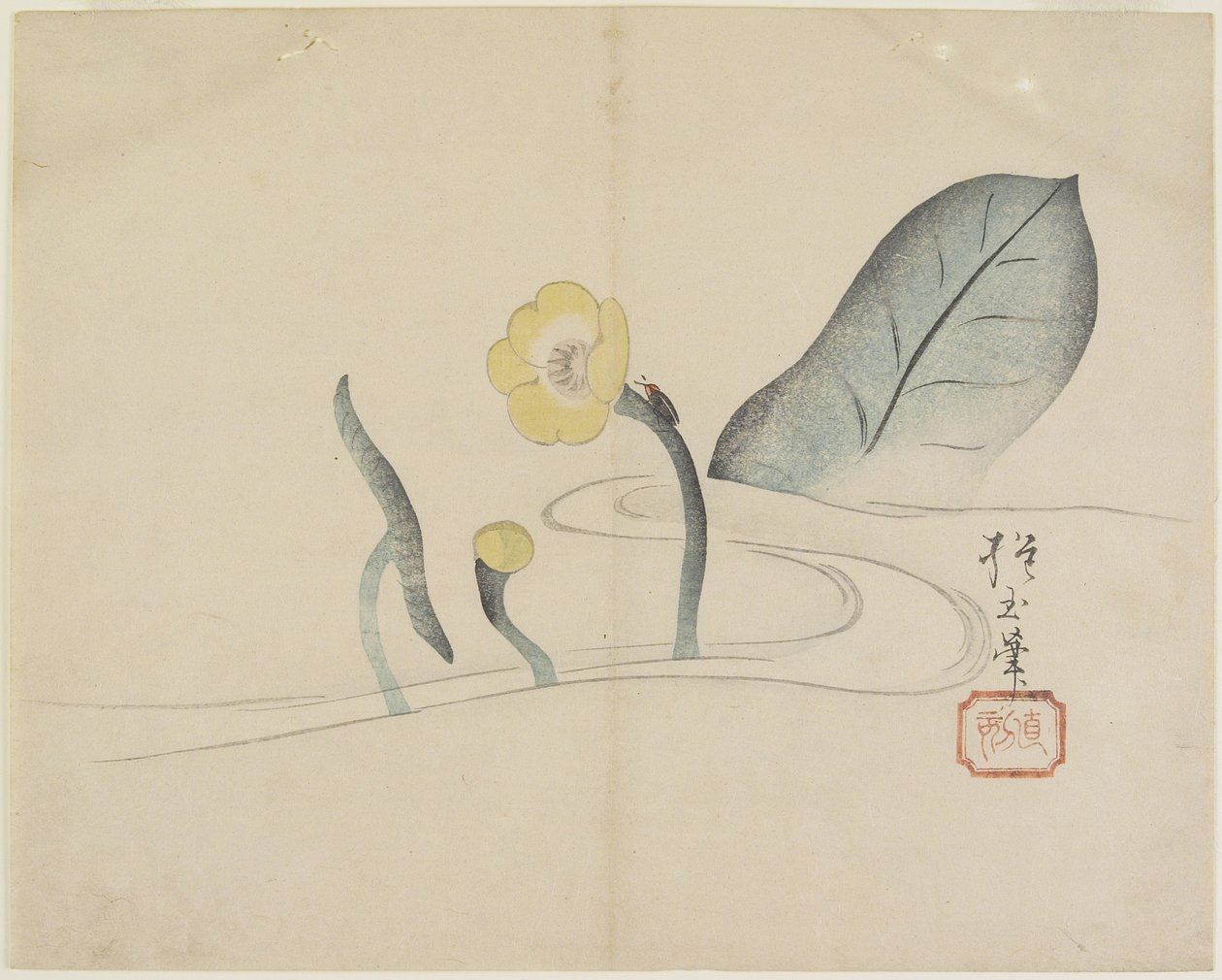 (Lotus et un scarabée d