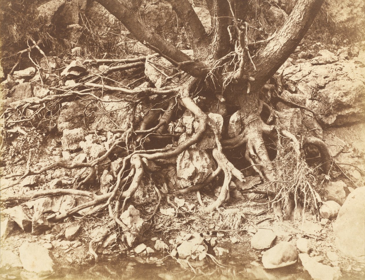 Arbre avec enchevêtrement de racines - Hugh Owen