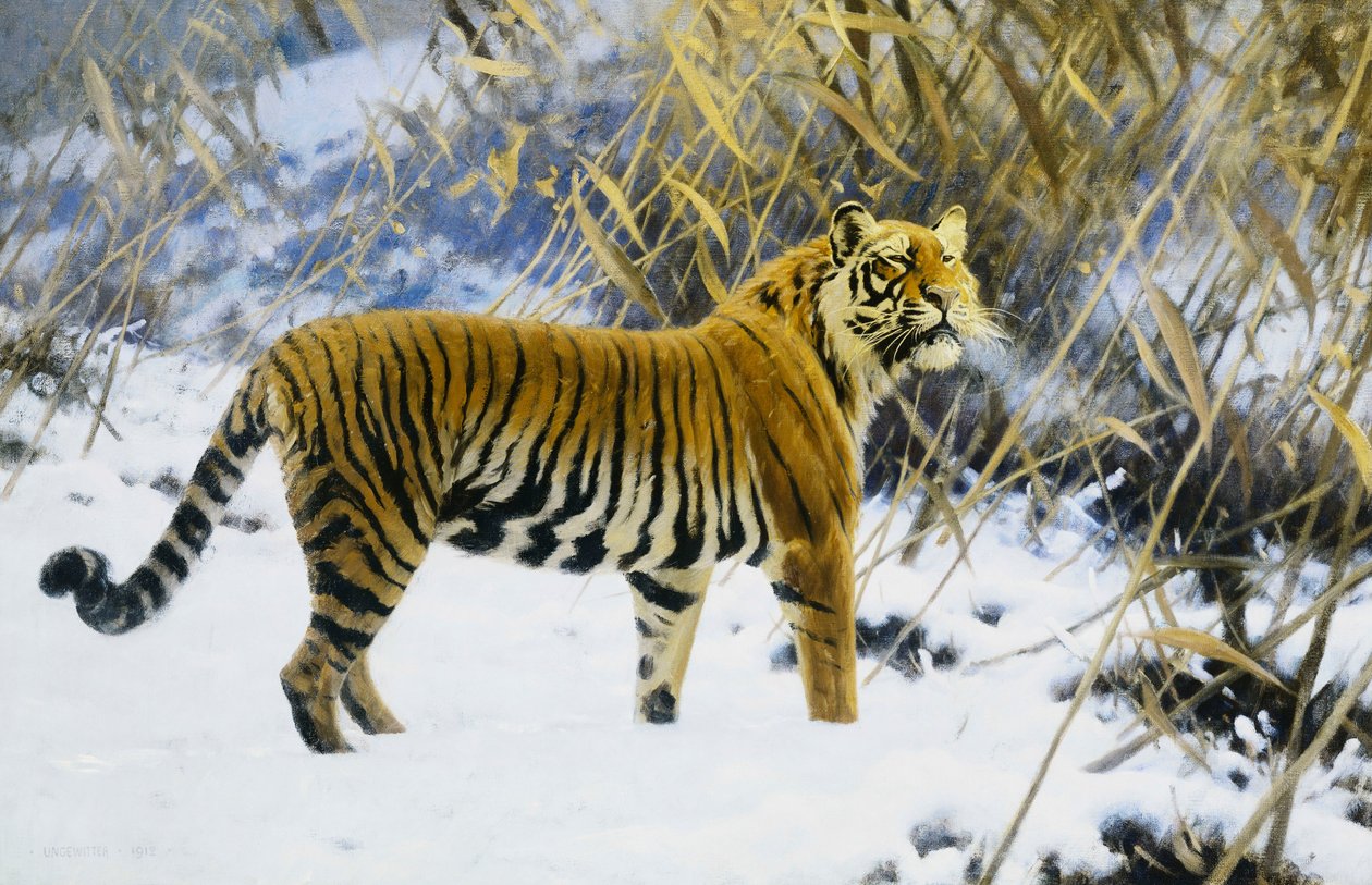 Tigre dans un paysage d
