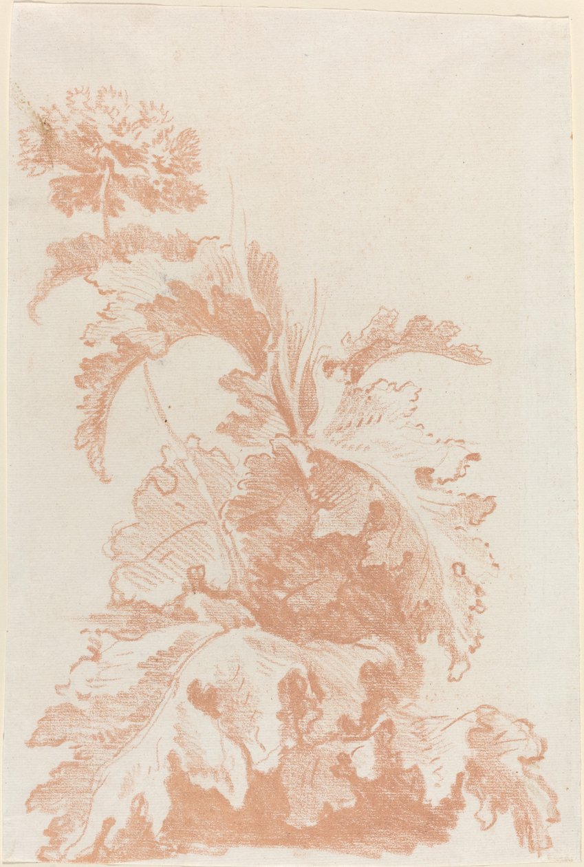 Coquelicot en Fleur - I Jean Baptiste Hüet