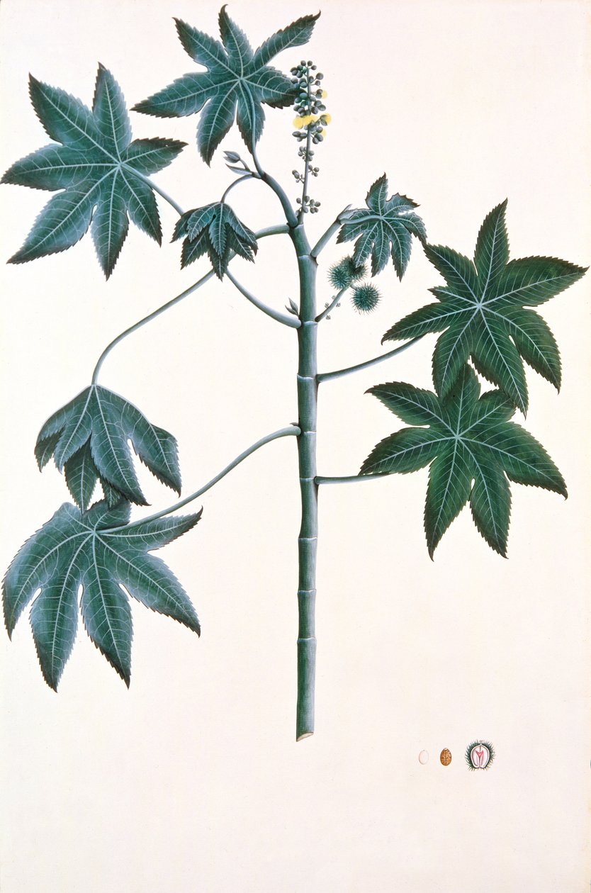 Plante de ricin, vers 1801-4 - Indian School