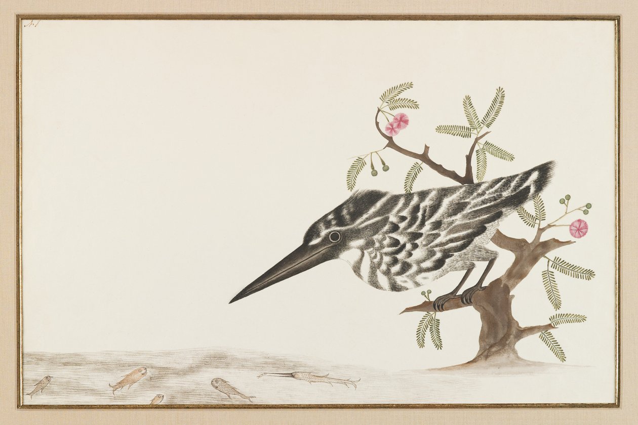 Un martin-pêcheur observant - Indian School