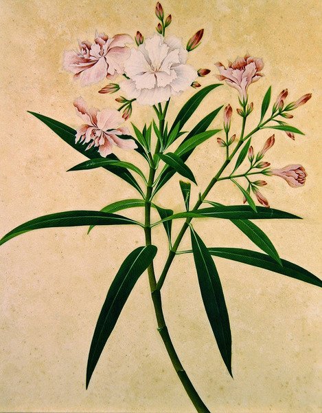 Laurier-rose, vers 1840 - Indian School