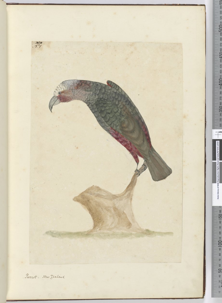 F.1 Perroquet, Nouvelle-Zélande, 1772-75 - Isaac Smith