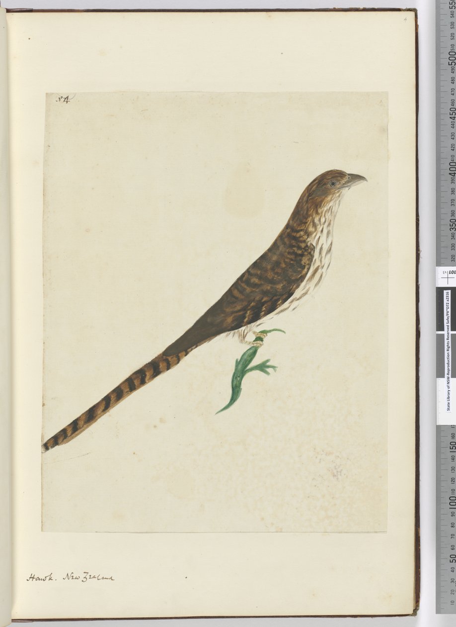 F.4 Faucon. Nouvelle-Zélande, 1772-75 - Isaac Smith