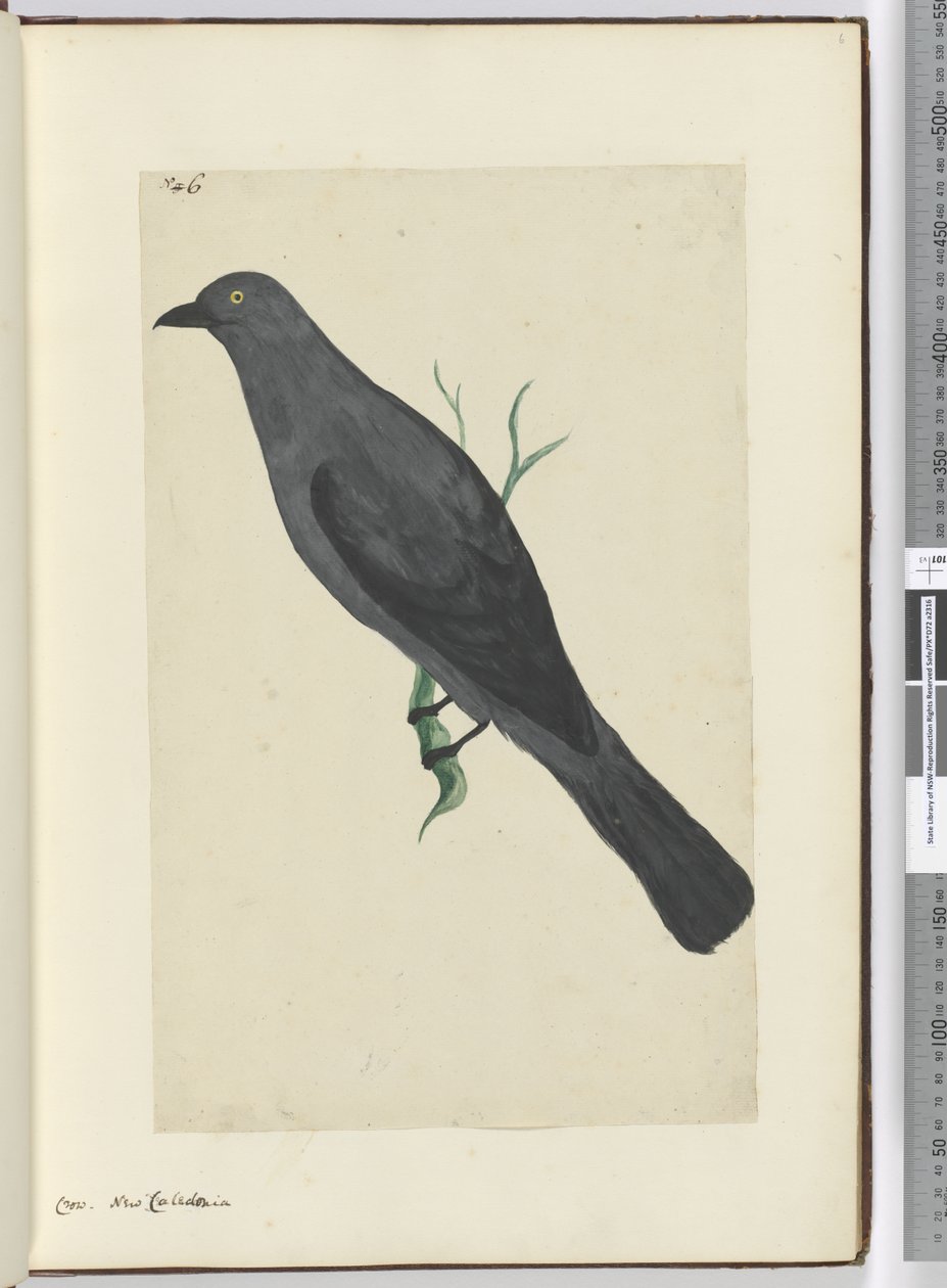 F.6 Corbeau. Nouvelle-Calédonie, 1772-75 - Isaac Smith