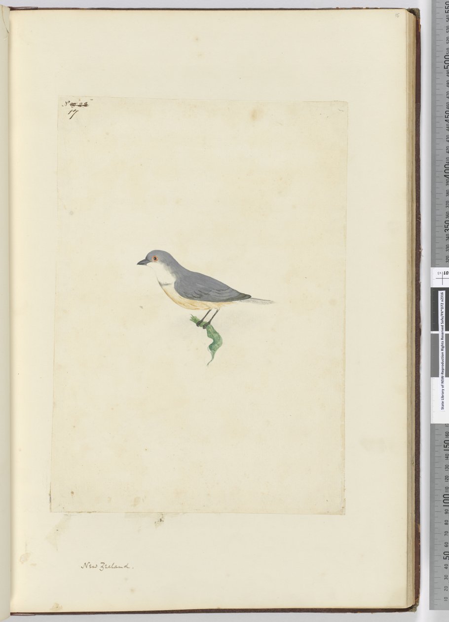 f.17 Oiseau non identifié de Nouvelle-Zélande, 1772-75 - Isaac Smith