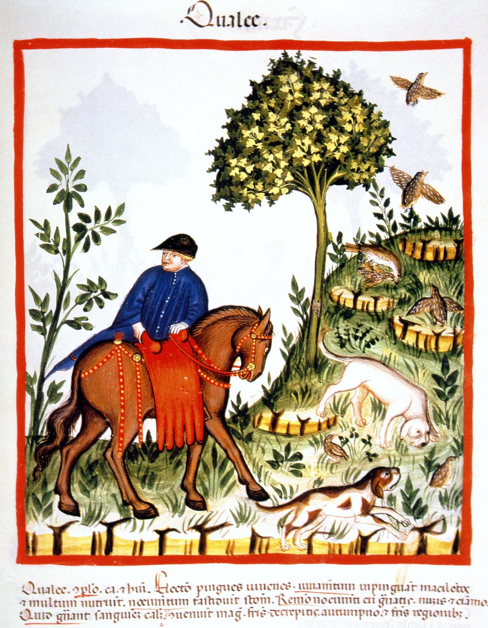 Cailles, illustration du Tacuinum Sanitatis Codex Vindobonensis - Italian School