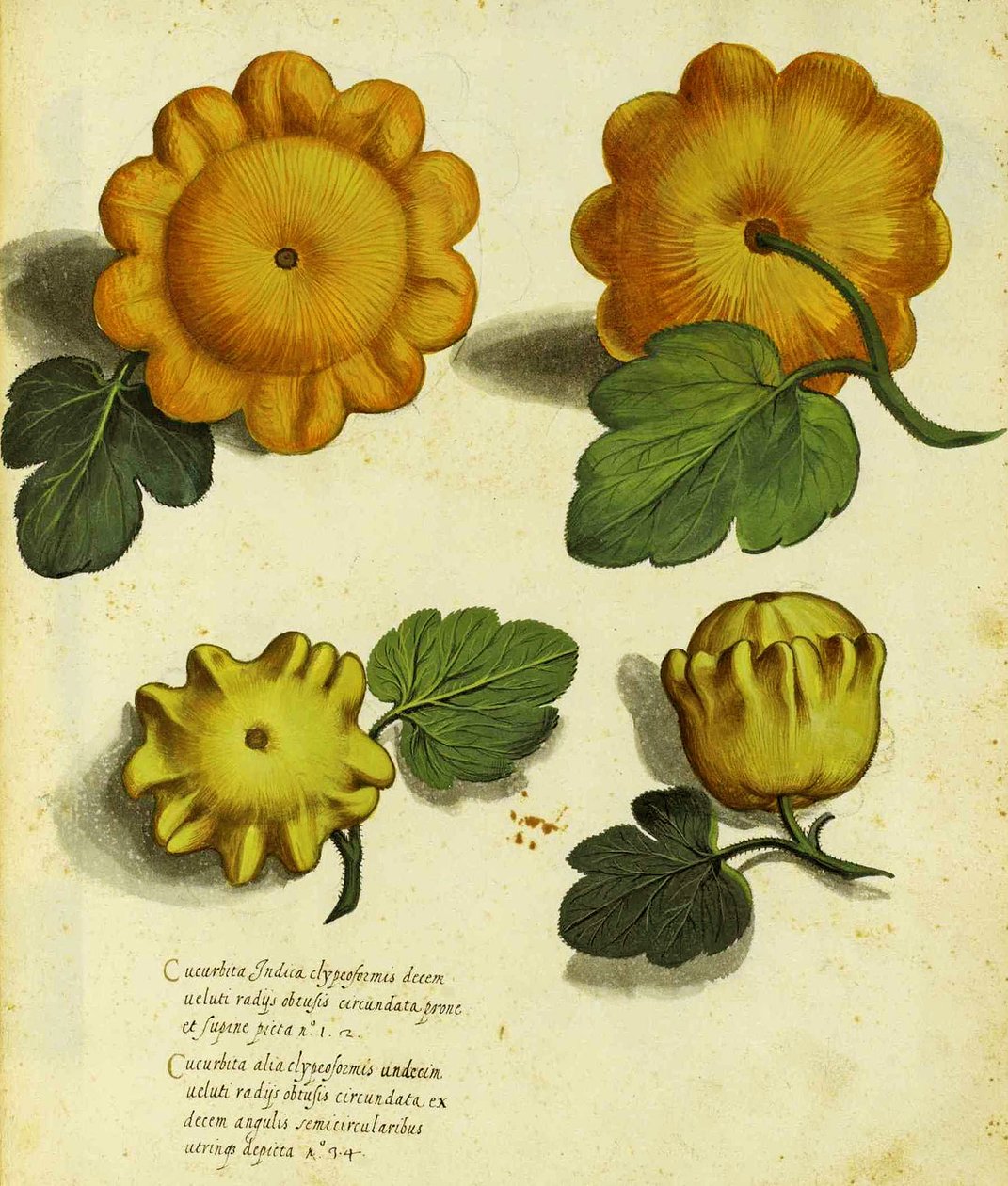 Courge Héritage par Ulisse Aldrovandi (1522 – 1605) planche publiée dans Piante Fiori Frutti - Italian School