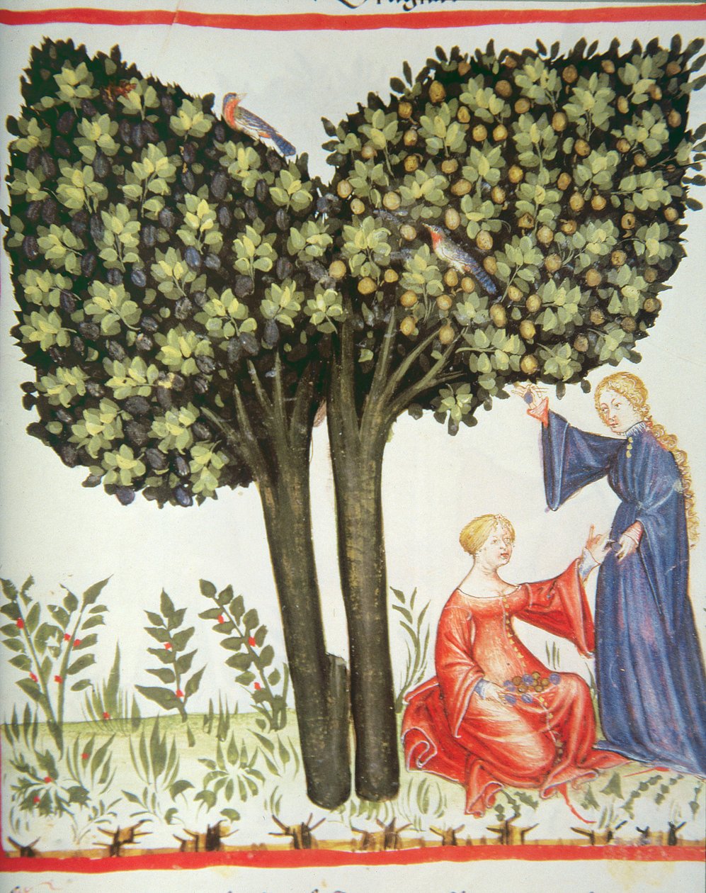 Nova 2644 fol.6r Récolte de Prunes, Tacuinum Sanitatis Codex Vindobonensis - Italian School
