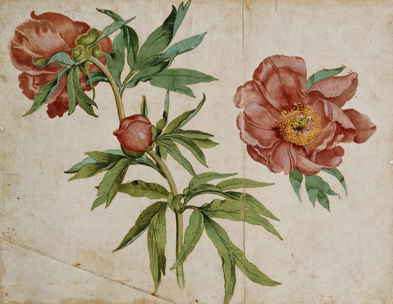 Étude de pivoines - Italian School