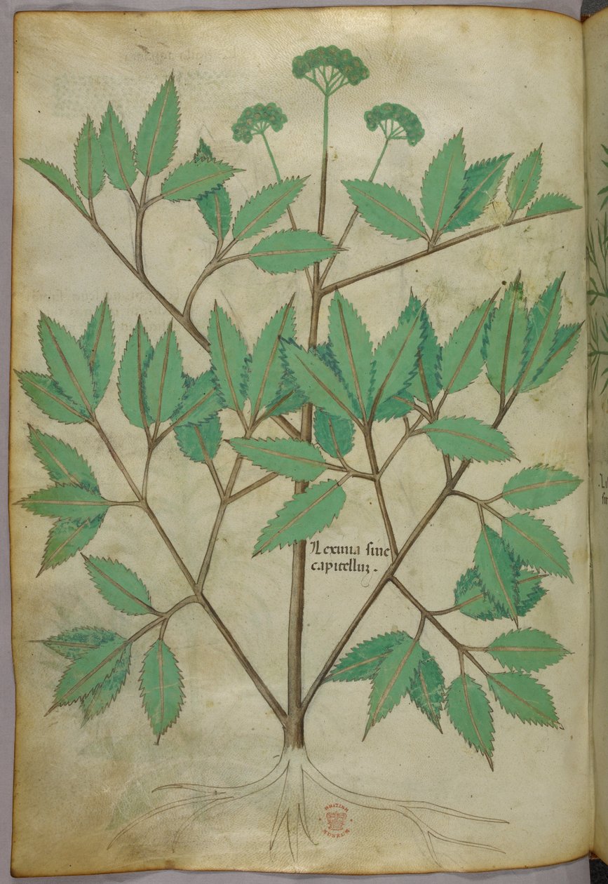 Illustration botanique, vers 1440 (encre et couleur sur vélin) - Italian School