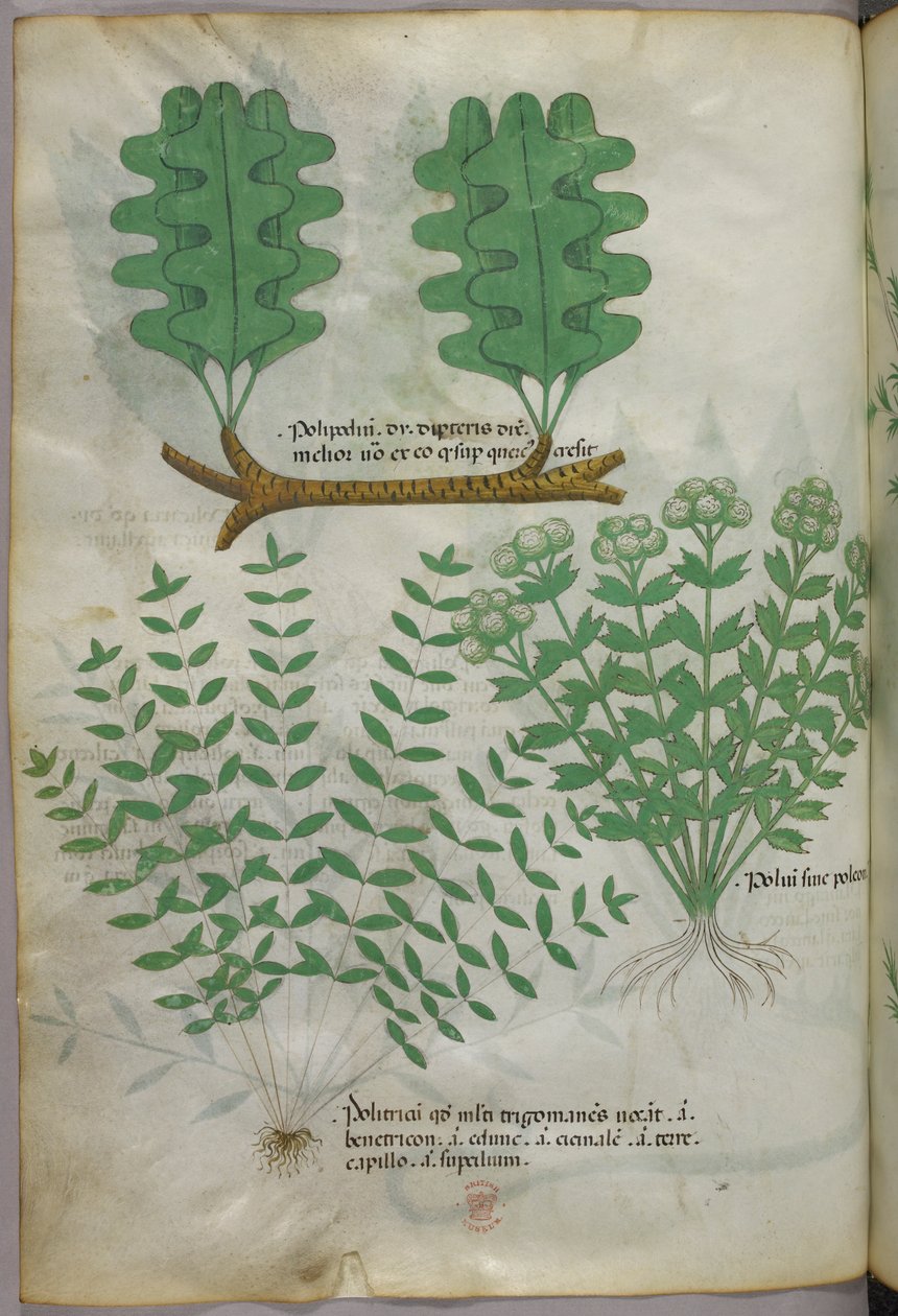 Illustration botanique, vers 1440 (encre et couleur sur vélin) - Italian School