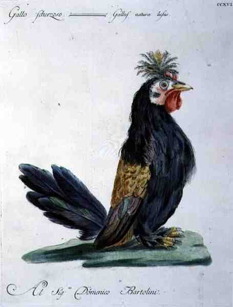 Coq, c.1767-76 - Italian School