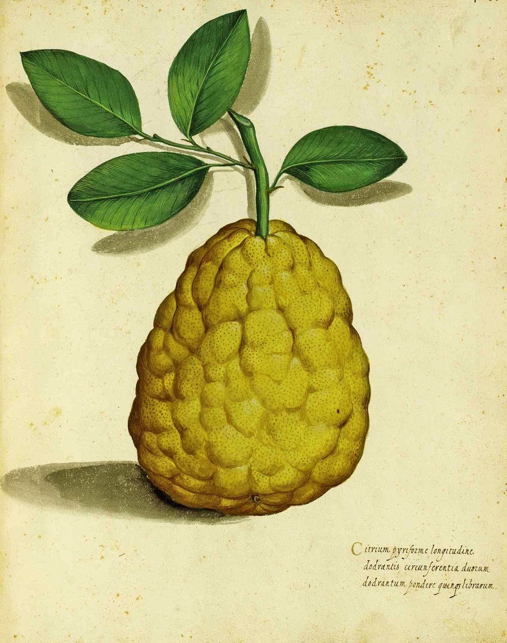 Citron ancien par Ulisse Aldrovandi - Italian School