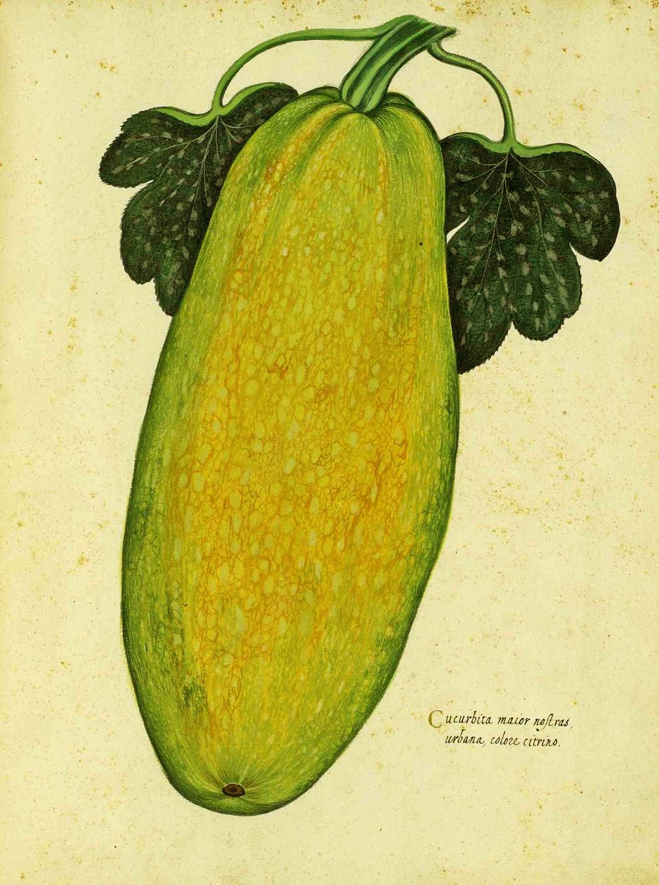 Courge ancienne par Ulisse Aldrovandi - Italian School