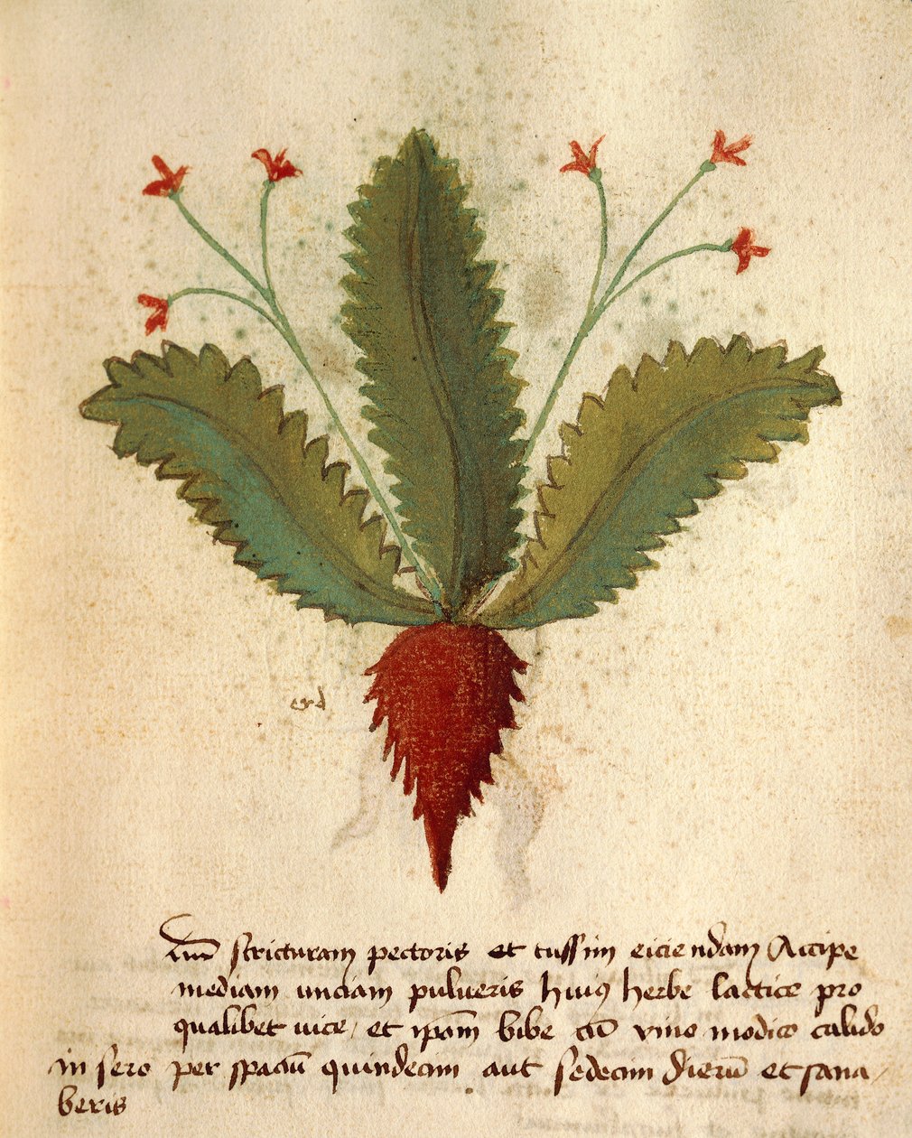 Herba Lactica - Italian School