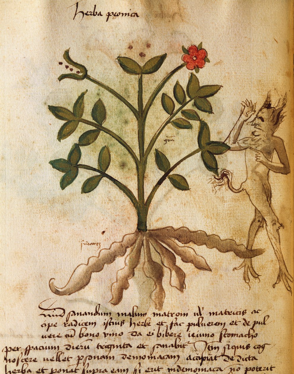 Herba Peonica - Italian School