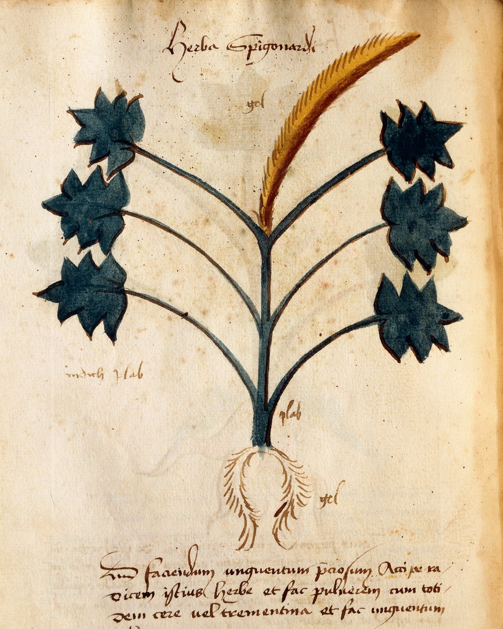 Herba Spigonardi par Orgione Rizzardo - Italian School