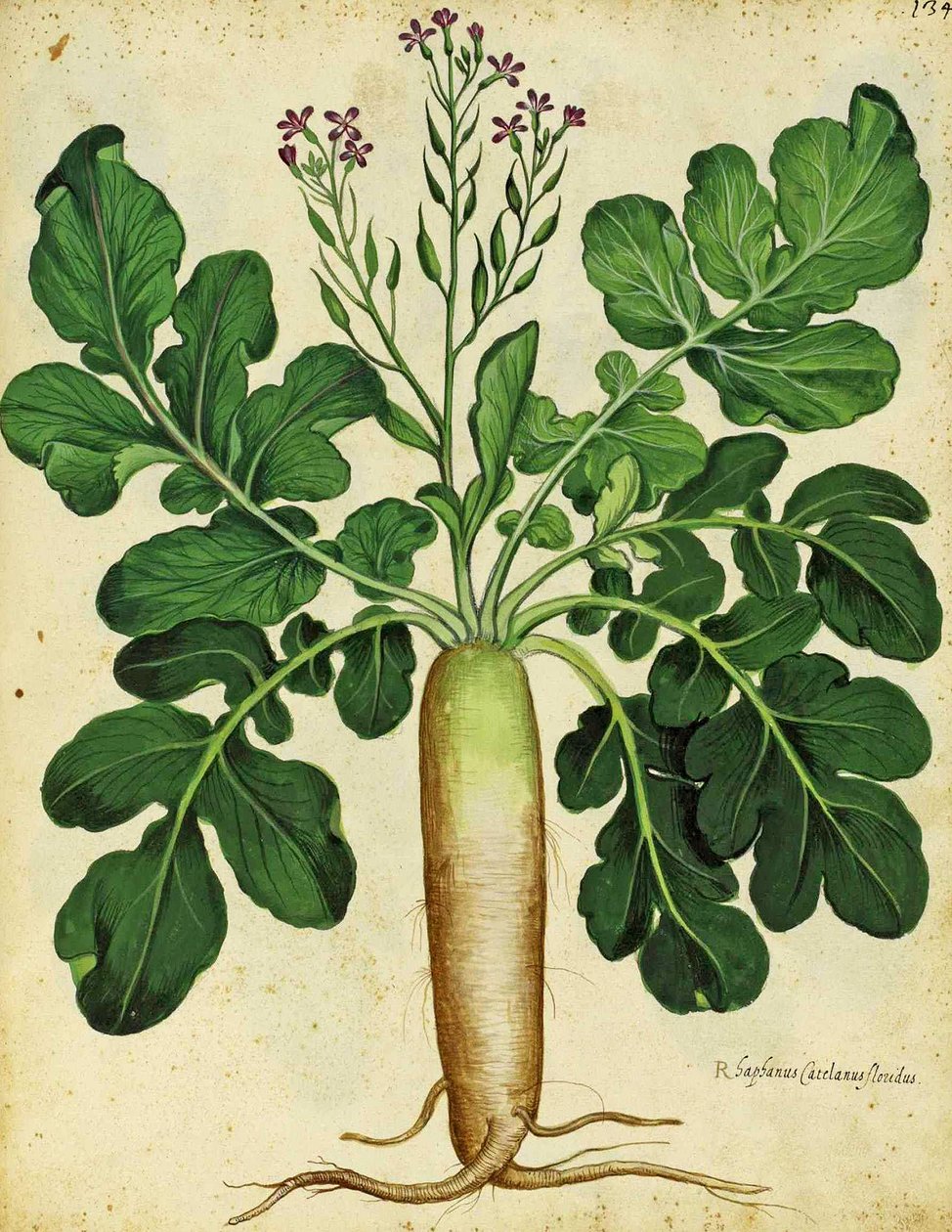 Radis blanc long par Ulisse Aldrovandi - Italian School