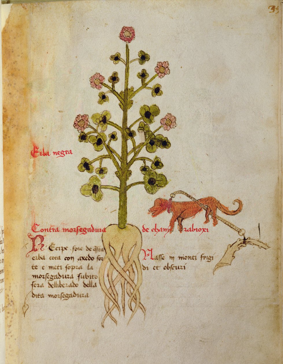Herba negra - Italian School