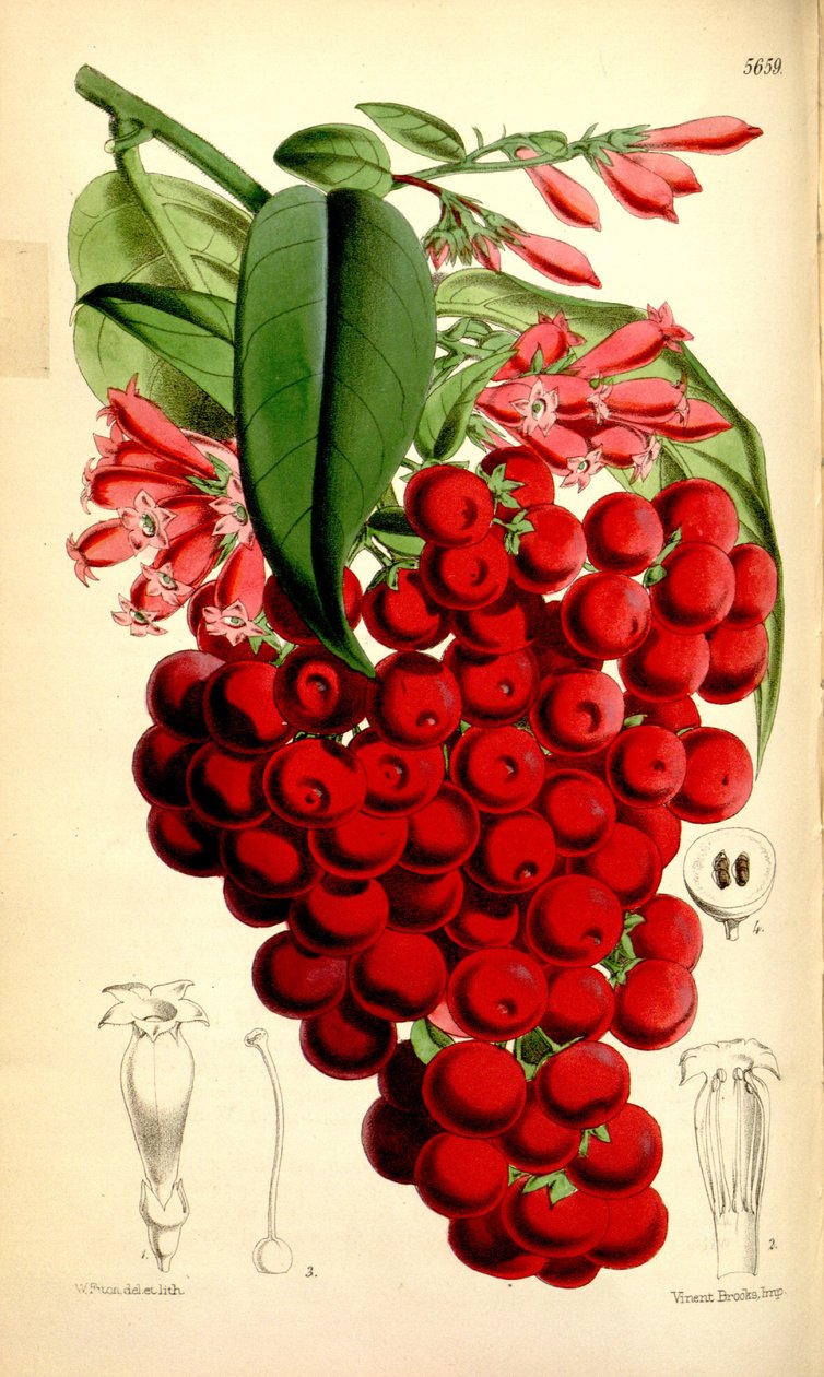 Cestrum elegans - J.D.Hooker