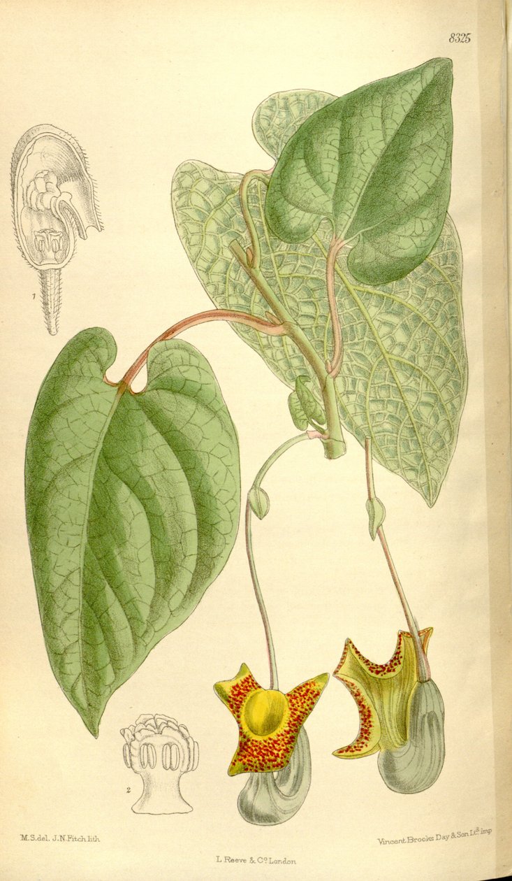 Aristolochia moupinensis - J.N. Fitch