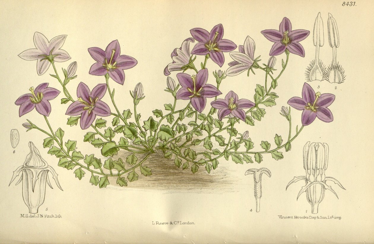 Campanula arvatica, Campanulaceae - J.N. Fitch