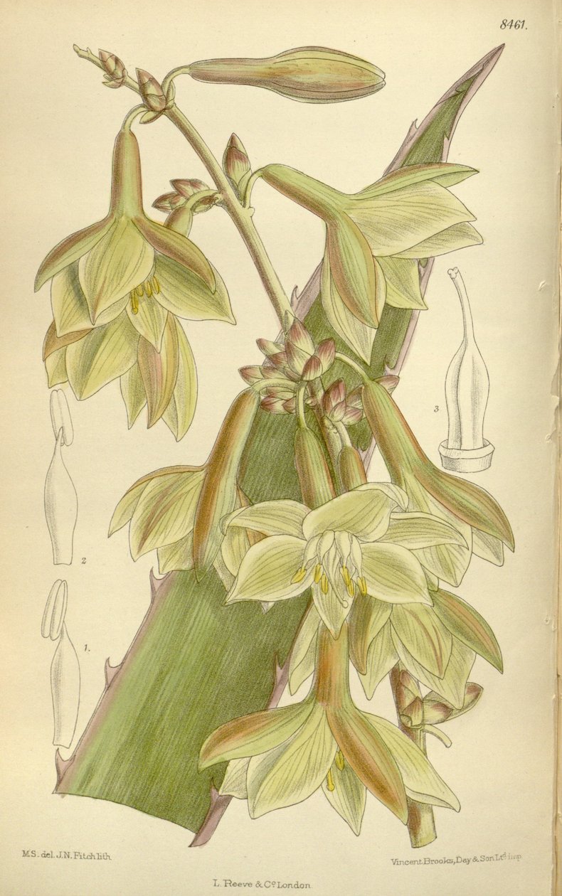 Furcraea elegans (= Furcraea stricta), Asparagaceae, Agavoideae - J.N. Fitch